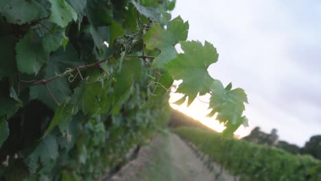 Slow-motion-of-green-grape-vine-leaves-at-sunrise