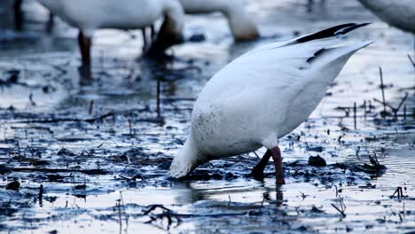 A-snow-goose-puts-its-head-deep-in-the-mud-to-eat-plants