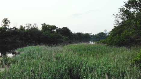 Schwarze-Vögel,-Die-In-Zeitlupe-Anmutig-Durch-Grasbewachsenen-Sumpf-Auf-Einem-Ruhigen-Fluss-Fliegen