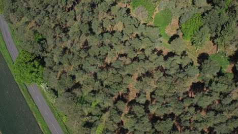 Aerial-shot-flying-over-a-forest-with-a-road-alongside