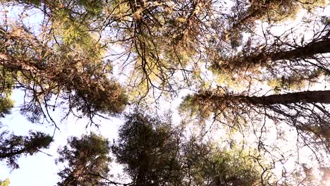 A-Canadian-coniferous-forest-with-an-upside-down-view