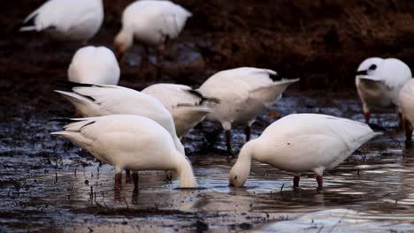 Some-wild-snow-geese-put-their-heads-in-the-mud-to-eat-plants