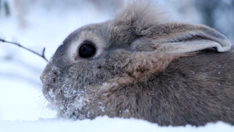 Nahaufnahme-Eines-Kaninchens-Im-Schnee