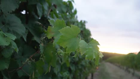 Slow-motion-of-grape-vine-leaves-at-sunrise