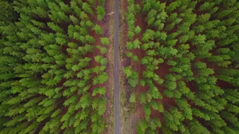 Aerial-top-down-view-of-road-running-between-pine-trees
