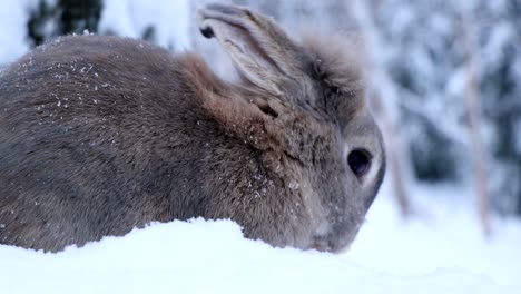 A-cute-rabbit-cleans-its-fur-in-the-snow