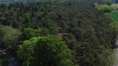 Aerial-shot-rising-up-over-the-canopy-of-the-woods