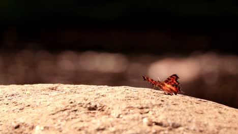 Ein-Schöner-Schmetterling-öffnet-Seine-Flügel