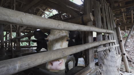 wide-shot-of-a-cow-in-a-farm