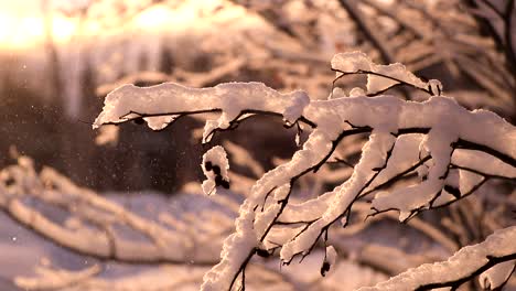 Snowfall-in-slow-motion-on-small-branches-during-a-beautiful-sunset