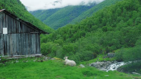 Summer-scenes-from-Aurland.-Sogn-og-Fjordane,-Norway