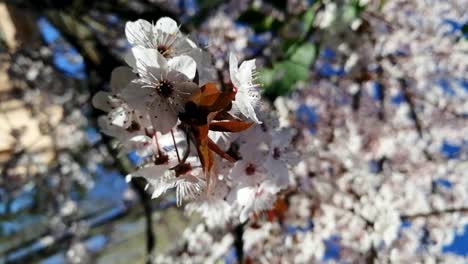 Frühlingsblumenblüte,-Romantischer-Baum,-Der-Sich-Am-Sonnigen-Tag-Unter-Leichter-Brise-Bewegt