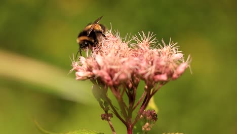 Eine-Wildbiene-Sammelt-An-Einem-Sonnigen-Tag-Eine-Rosa-Blume