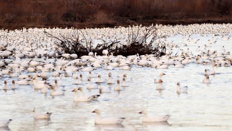 A-lot-of-snow-geese-are-reunited-in-a-marsh-in-Quebec-city-during-the-spring