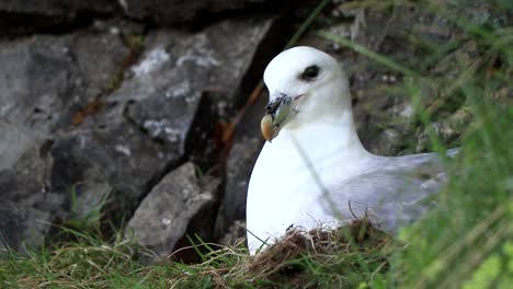 A-boreal-fulmar-rests-during-a-cloudy-day-in-Iceland