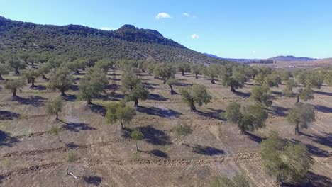 Olive-tree-field-in-Córdoba-aerial-shot-with-blue-sky
