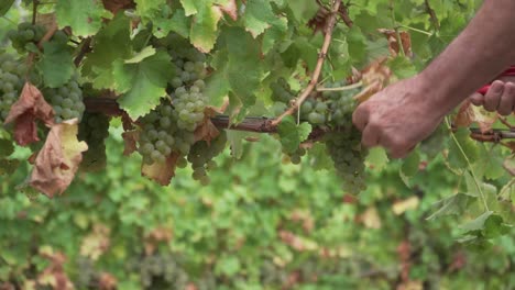 4K-footage-of-man's-hands-selecting-grapes-from-a-vine-during-harvest