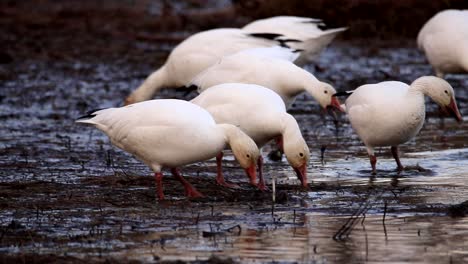 A-snow-goose-couple-eats-water-plants-on-a-lakeshore