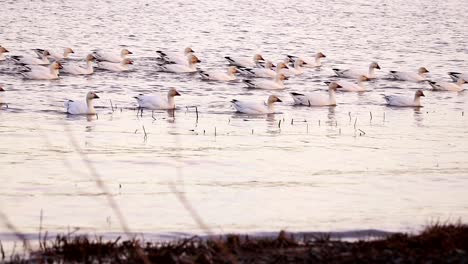 A-group-of-snow-geese-swim-to-come-on-the-shore