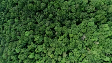 Der-Blick-Auf-Einen-Großen-Laubwald-Durch-Eine-Drohne