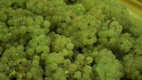 4K-Panning-footage-of-freshly-picked-Chardonnay-grapes