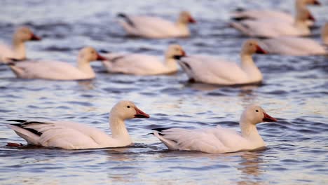 Beautiful-snow-geese-swim-on-the-St-Lawrence-River-near-Quebec-City