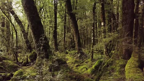 Sun-shining-between-trees-in-natural-forest-at-Fiordland-National-Park