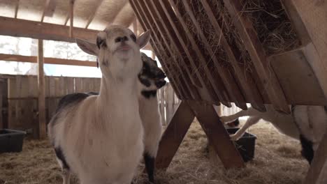 Beautiful-Goat-Close-Up-in-Free-Range-at-Organic-Farm