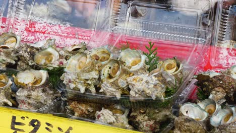 Japanese-Turban-Shellfish-Displayed-at-a-Street-Festival