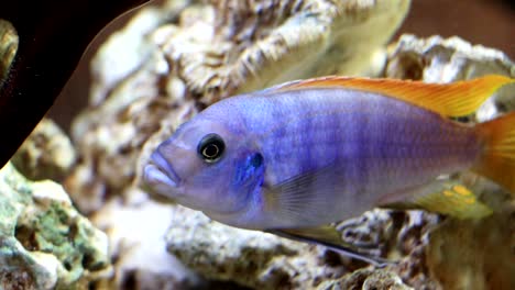 An-exotic-blue-fish-swims-in-a-large-aquarium