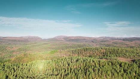 Aerial-view-of-the-valley-all-covered-in-an-evergreen-pine-forest