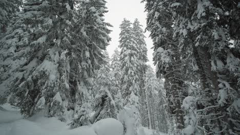 Snow-covered-land-and-trees-in-a-winter-forest,-tilting-up