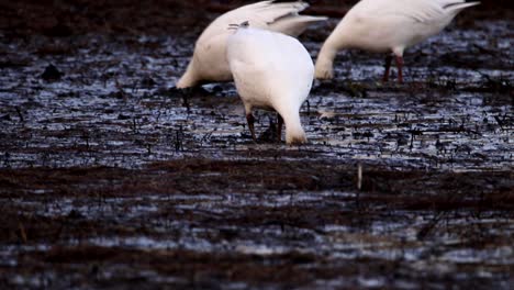 Snow-geese-eat-plant-rhizomes-by-putting-their-heads-deep-in-the-mud