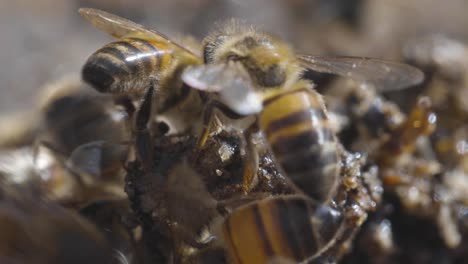 Supermakroaufnahme-Von-Honigbienen,-Die-Hektisch-Verschütteten-Honig-Vom-Boden-Rauben