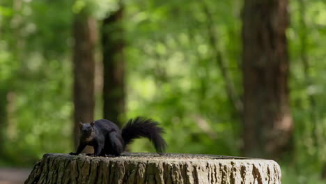 Eichhörnchen-Auf-Einem-Baumstamm-Im-Park