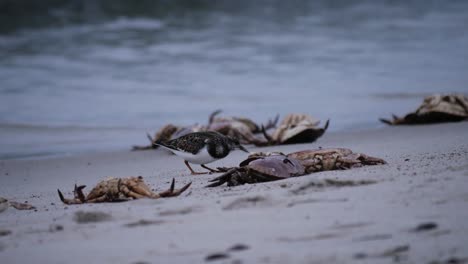 Stint-pecking-crab-remains-at-a-beach-with-waves-in-the-background