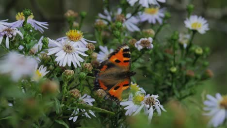 Roter-Schmetterling-Auf-Blume-Winkt-Im-Wind-Aus-Nächster-Nähe