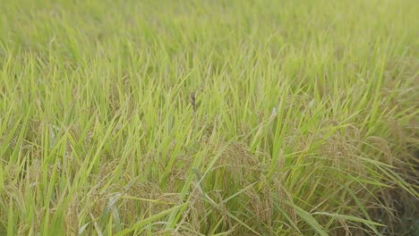 Japanischer-Reisanbau-In-Einem-Feld