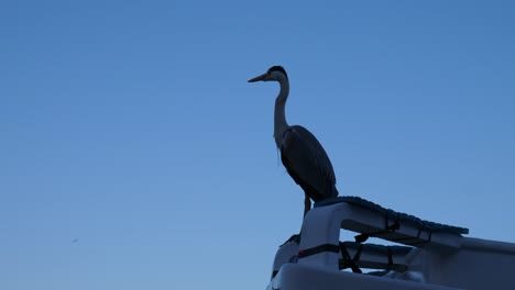 Silhouette-Eines-Japanischen-Seevogels-Auf-Einem-Boot