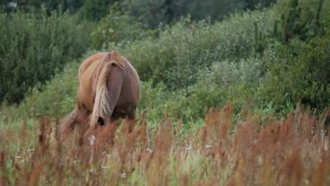 Schönes-Braunes-Pferd,-Das-Auf-Einem-Feld-Mit-Gras-Im-Vordergrund-Und-Bäumen-Im-Hintergrund-Weidet