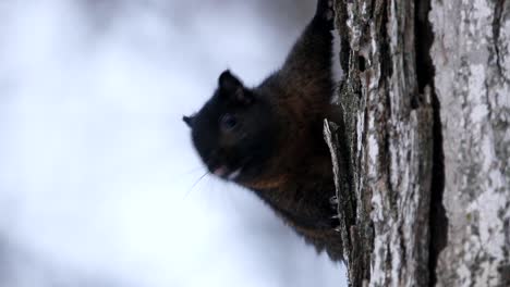 Ein-Schwarzes-Eichhörnchen-Auf-Einem-Baum