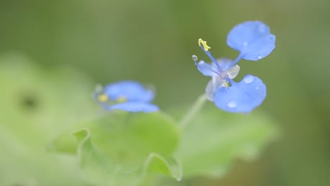 Close-up-of-Blue-Flowers-with-Morning-Dew