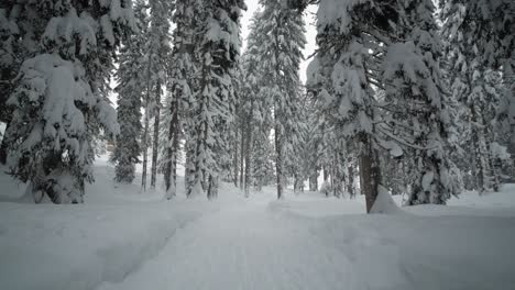 Snow-covered-path-leading-into-a-forest-during-snowfall,-tilting-up