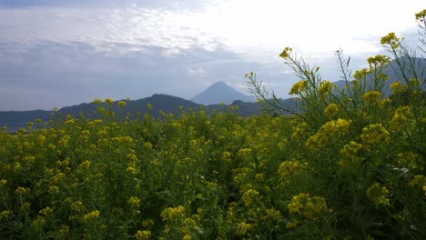 Gelbe-Nanohana-Blüten-Mit-Berg-Im-Hintergrund