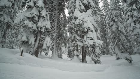 Camino-Cubierto-De-Nieve-Y-árboles-En-Un-Bosque-De-Invierno-Con-Señales-De-Senderos,-Tiro-Panorámico