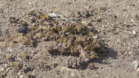 Honey-bees-aggressively-climb-over-one-another-to-feed-off-the-ground,-close-up