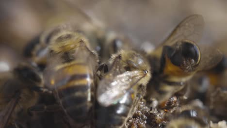 Honigbienen-Schreien-Hektisch-übereinander,-Während-Sie-Sich-Beeilen,-Verschütteten-Honig-Vom-Boden-Zu-Rauben