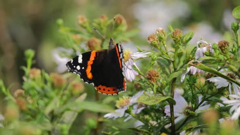 Roter-Schmetterling-Auf-Blume-Winkt-Im-Wind-Aus-Nächster-Nähe