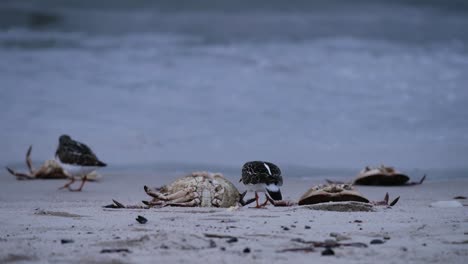 Stint-chasing-away-another-stint-then-pecking-crab-remaings-at-a-beach