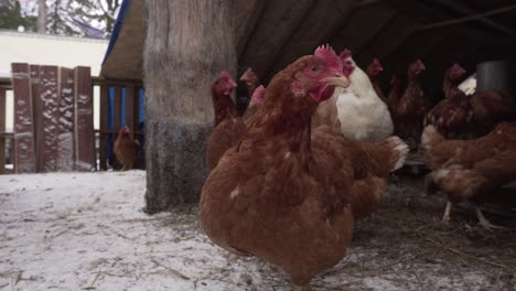 Beautiful-Chickens-in-Snow-at-Free-Range-in-Organic-Farm